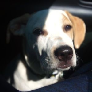 Meet your Posher, Nick